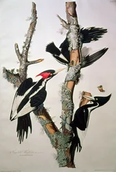 Ivory-billed Woodpecker, from 