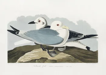 Kittiwake Gull from Birds of America (1827)