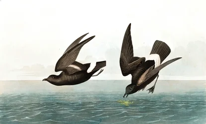 Least Stormy Petrel, Thalassidroma Pelagica, from The Birds of America by John J. Audubon, pub. 1827-38