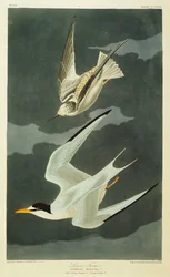 Lesser Tern