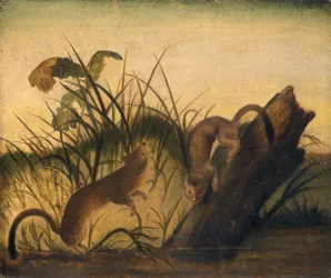 Long-Tailed Weasel