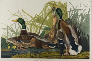 Mallard Duck, 1834