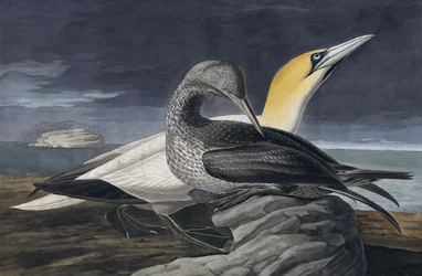 Northern Gannet, Morus Bassanus (from 