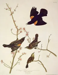 Red-winged Starling, from 