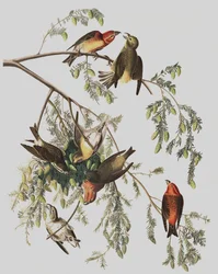 Red Crossbill, Loxia Curvirostra, from 