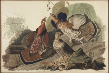 Ruffled Grouse