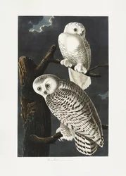 Snowy Owl from Birds of America (1827)
