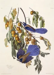 The Florida Scrub Jay. From The Birds of America