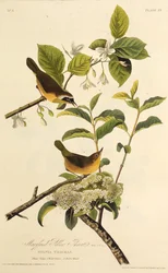 The Maryland Yellowthroat (From The Birds of America)