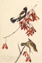 The Ricebird. From The Birds of America