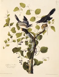 The Loggerhead Shrike. From The Birds of America