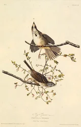 The Song Sparrow. From The Birds of America, 1827-1838