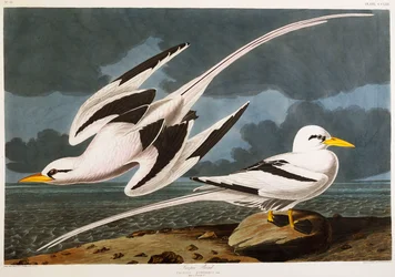 Tropic Bird