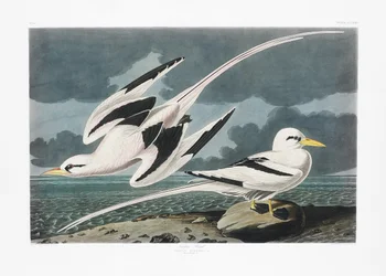 Tropic Bird from Birds of America (1827)