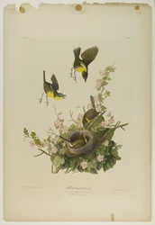 Yellow-Breasted Chat, Printed by Julien Bien and Published by Roe Lockwood & Son, 1861