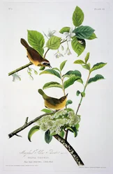 Maryland Yellow Throat, from Birds of America, engraved by Robert Havell