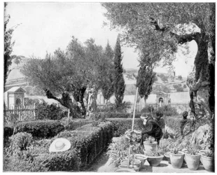 The Garden of Gethsemane, Palestine