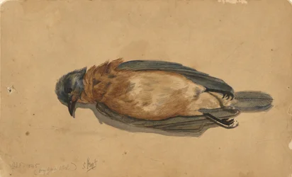 Dead Bird