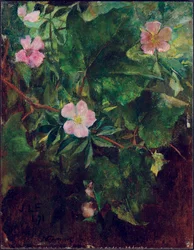 Wild Rose and Grape Vine, Study From Nature