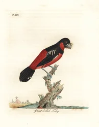 Black-and-red broadbill, Cymbirhynchus macrorhynchos (Great-billed tody, Todus nasutus). Hand-coloured copperplate drawn and engraved by John Latham from his own A General History of Birds, Winchester