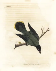 Black-headed Bulbul. Handcoloured Copperplate by John Latham from A General History of Birds, Winchester
