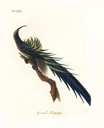 Black Sicklebill. Handcoloured Copperplate by John Latham from A General History of Birds, Winchester