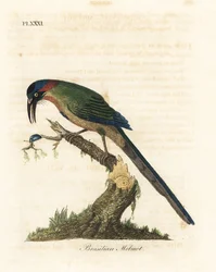 Blue-crowned motmot, Momotus momota (Brasilian motmot, Momotus brasiliensis)