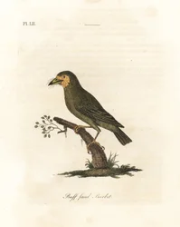 Brown-headed Barbet, Megalaima zeylanica? (Buff-faced Barbet, Bucco lathami). From a Specimen Labeled Megalaima lathami in the British Museum. Handcoloured Copperplate Drawn and Engraved by John Latham from His Own A General History of Birds, Winchester