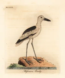 Crab plover, Dromas ardeola. Handcoloured copperplate drawn and engraved by John Latham from his own A General History of Birds, Winchester