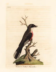 Crimson-bellied Flycatcher, Muscicapa coccinigastra. Unknown Species of Bird Copied from an Illustration by the Port Jackson Painter. Handcoloured Copperplate Drawn and Engraved by John Latham from His Own A General History of Birds, Winchester