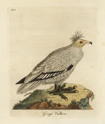 Egyptian Vulture