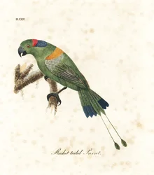 Golden-mantled Racket-tail, Prioniturus platurus. Handcoloured Copperplate Drawn and Engraved by John Latham from His Own A General History of Birds, Winchester