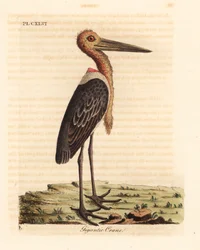 Greater adjutant, Leptoptilos dubious. Endangered. Handcoloured copperplate drawn and engraved by John Latham from his own A General History of Birds, Winchester