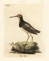 Greater paint-snipe, Rostratula benghalensis (Cape snipe, Scolopax capensis). Handcoloured copperplate drawn and engraved by John Latham from his own A General History of Birds, Winchester
