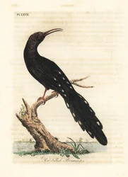 Green Wood Hoopoe, Phoeniculus purpureus (Red-billed Promerops, Upupa erythrorynchos). Handcoloured copperplate drawn and engraved by John Latham from his own A General History of Birds, Winchester