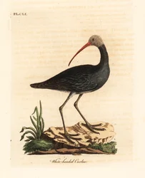Hadada Ibis, Bostrychia hagedash. Handcoloured Copperplate Drawn and Engraved by John Latham from His Own A General History of Birds, Winchester