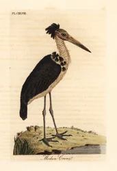 Lesser adjutant, Leptoptilos javanicus. Vulnerable. (Modun skull.) Handcoloured copperplate drawn and engraved by John Latham from his own A General History of Birds, Winchester