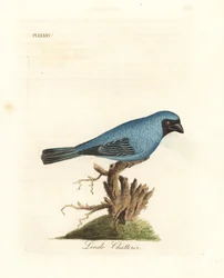 Lindo chatterer. Perhaps the swallow tanager, Tersina viridis, but with the underpart of the body blue, not white. Hand-coloured copperplate drawn and engraved by John Latham from his own A General History of Birds, Winchester