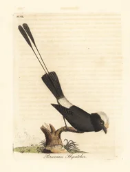 Long-tailed tyrant, Colonia colonus (Peruvian flycatcher, Le Colon). Handcoloured copperplate drawn and engraved by John Latham from his own A General History of Birds, Winchester