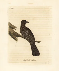 New Zealand South Island Piopio, Turnagra capensis. Extinct. (Thick-billed Thrush, Turdus crassirostris.) Handcoloured copperplate drawn and engraved by John Latham from his own A General History of Birds, Winchester