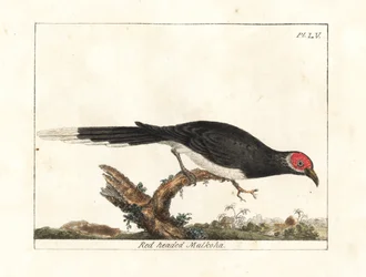 Red-faced Malkoha. Handcoloured Copperplate by John Latham from A General History of Birds, Winchester