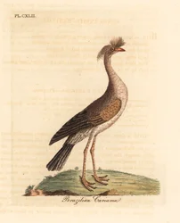 Red-legged Seriema. Handcoloured Copperplate by John Latham from A General History of Birds, Winchester