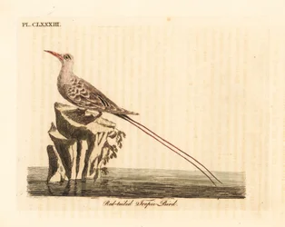 Red-tailed tropic bird, Phaethon rubricauda (Phaeton phoenicurus). Handcoloured copperplate drawn and engraved by John Latham from his own A General History of Birds, Winchester
