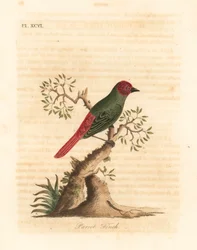 Red-throated Parrotfinch. Handcoloured Copperplate by John Latham from A General History of Birds, Winchester