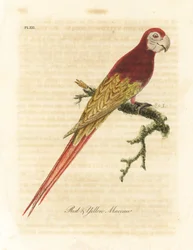 Scarlet Macaw, Ara macao (Red and Yellow Macaw, Macrocercus aracanga). Handcoloured copperplate drawn and engraved by John Latham from his own A General History of Birds, Winchester