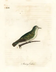 Shining Bronze Cuckoo, Chrysococcyx lucidus (Shining Cuckoo, Cuculus lucidus). Handcoloured Copperplate Drawn and Engraved by John Latham from His Own A General History of Birds, Winchester