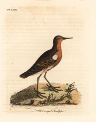 Tahitian sandpiper, Prosobonia leucoptera. Extinct. (White-winged sandpiper, Tringa leucoptera.) Handcoloured copperplate drawn and engraved by John Latham from his own A General History of Birds, Winchester