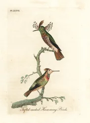 Tufted cocks, Lophornis ornatus (Tufted-necked hummingbirds, Trochilus ornatus). Male and female. Handcoloured copperplate drawn and engraved by John Latham from his own A General History of Birds, Winchester