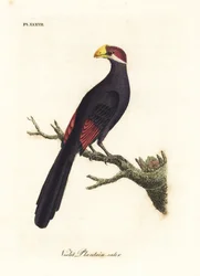 Violet turaco or violaceous plantain-eater, Musophaga violacea