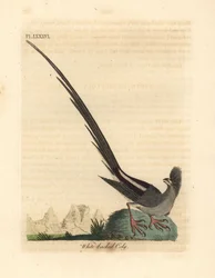 White-backed Mousebird, Colius colius (White-backed Coly, Colius leuconotus). Handcoloured Copperplate Drawn and Engraved by John Latham from His Own A General History of Birds, Winchester